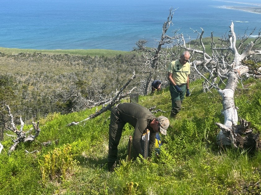 plantation en forêt boréale