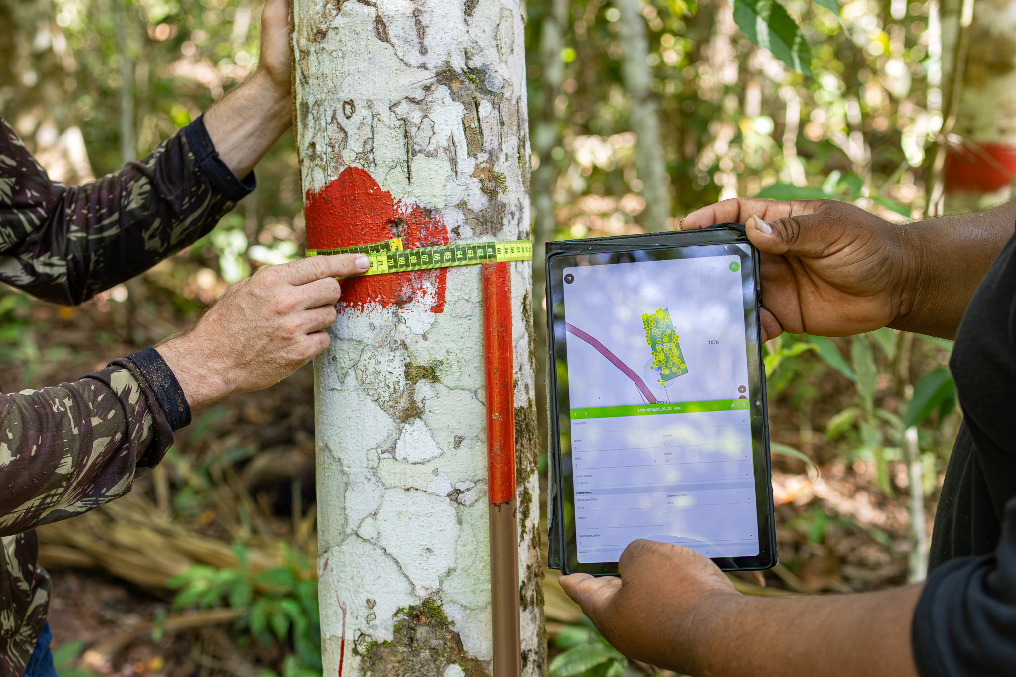 digitalisation des mesures forestières