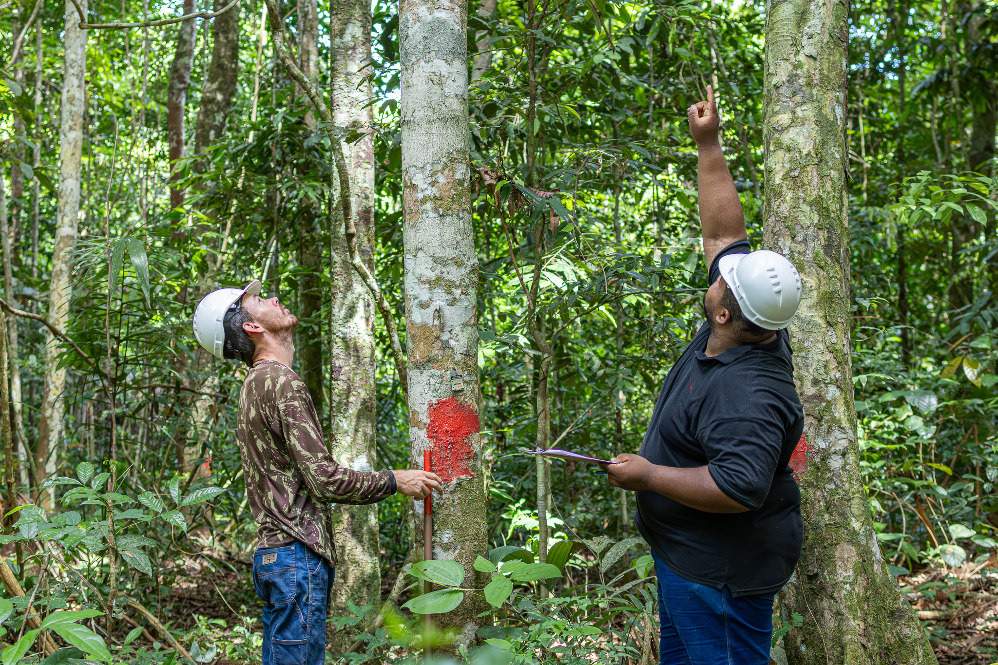 inventaire peuplement