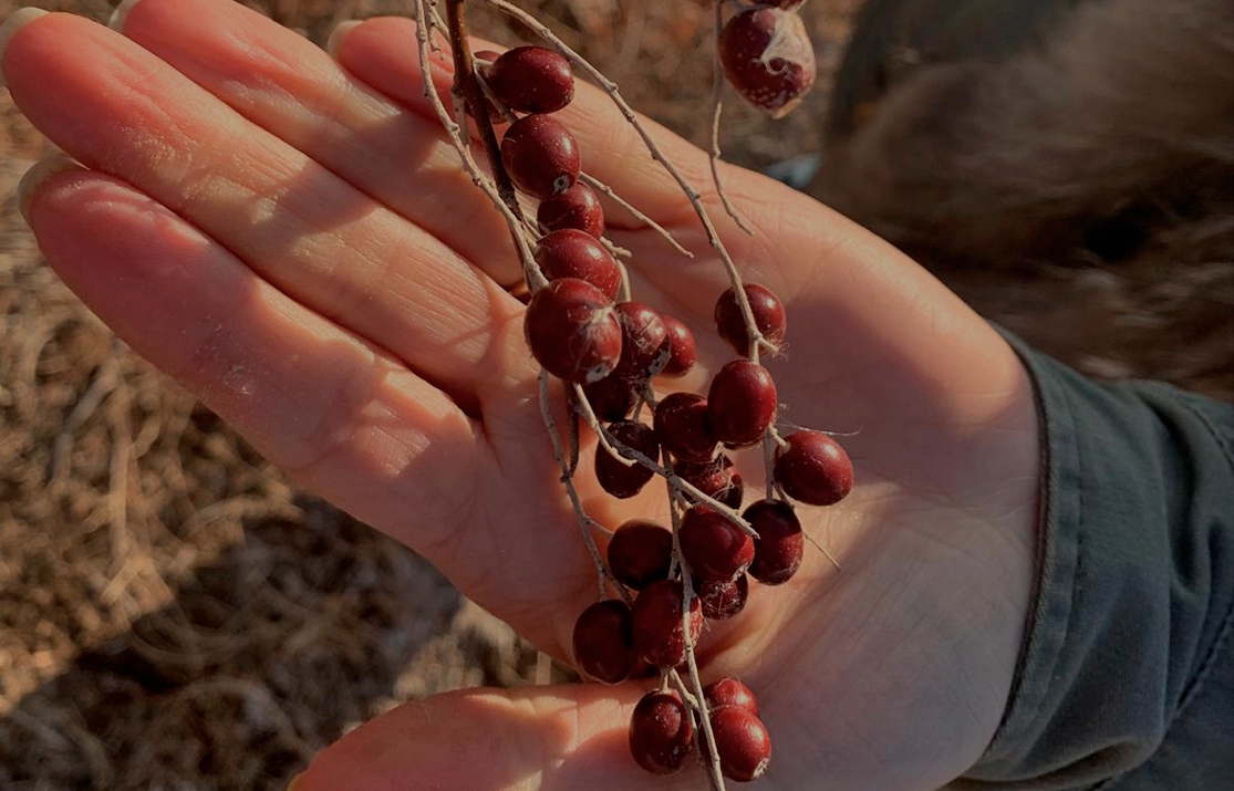 Ouzbekistan olive russe