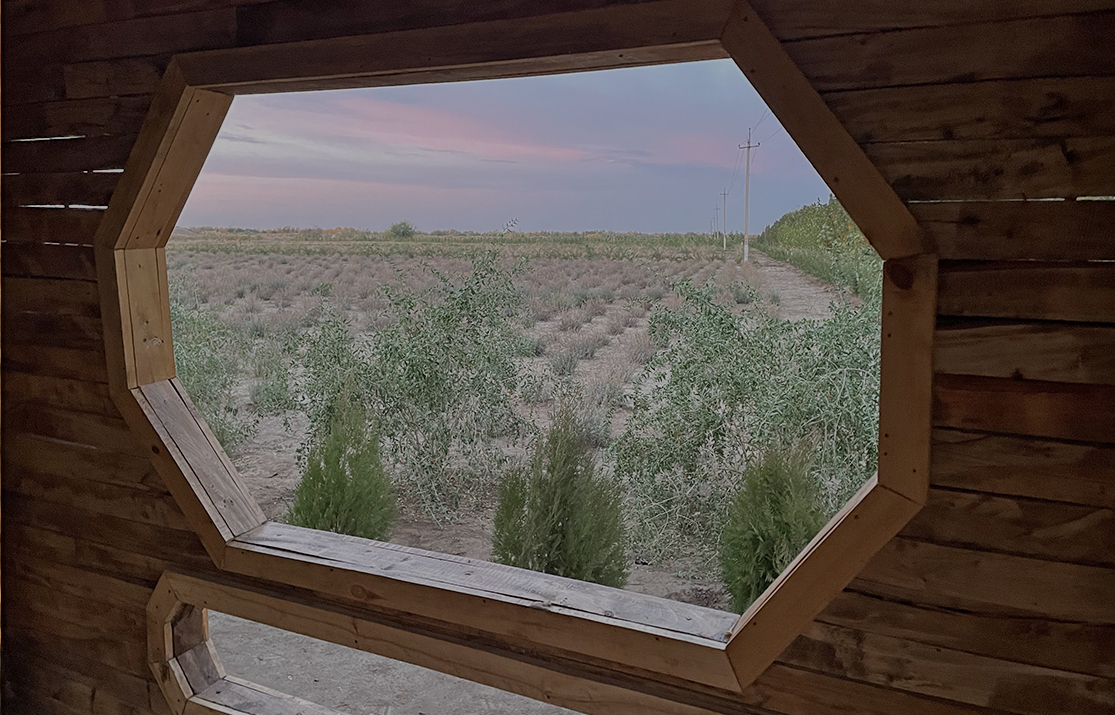 Ouzbekistan plantation saksaoul