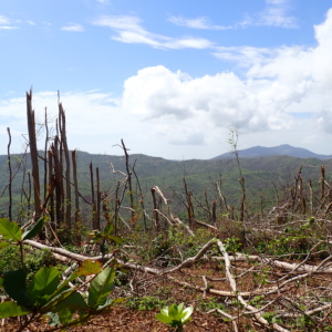Cartographie des dégâts forestiers à Mayotte après le cyclone Chido