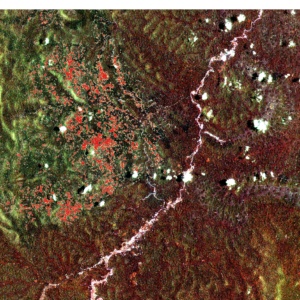 Guyane : cartographie du dépérissement forestier avec l’intelligence artificielle