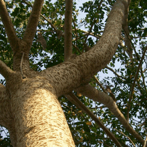Réalisation de l’Inventaire forestier et faunique national (IFFN) de la Côte d’Ivoire
