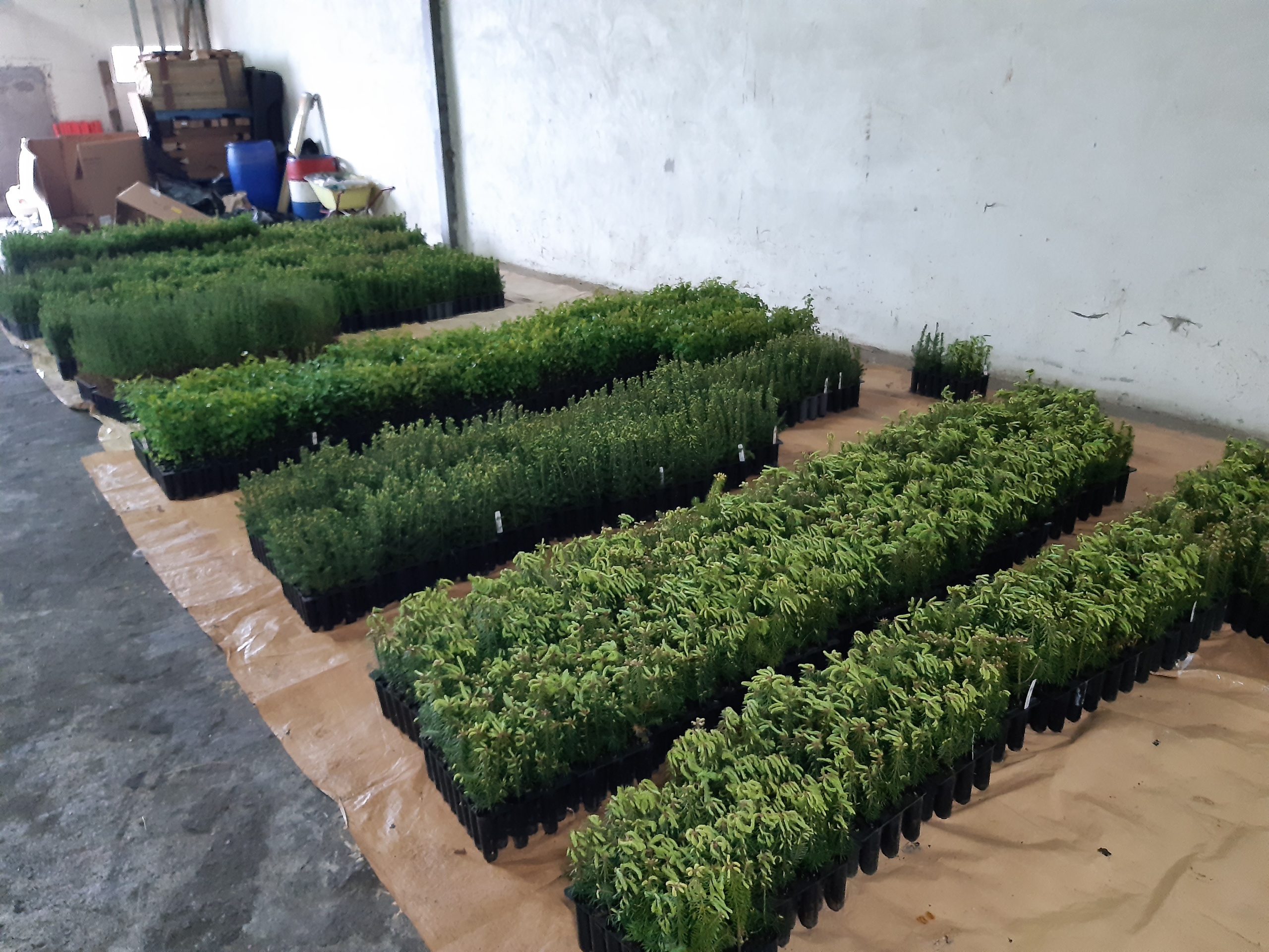 Plaquettes de semis prêtes pour la plantation