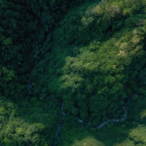 Développement du Système National de Suivi des Ressources Forestières en Guinée