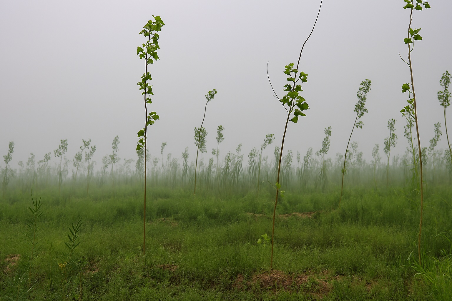 Chine jeunes plantations