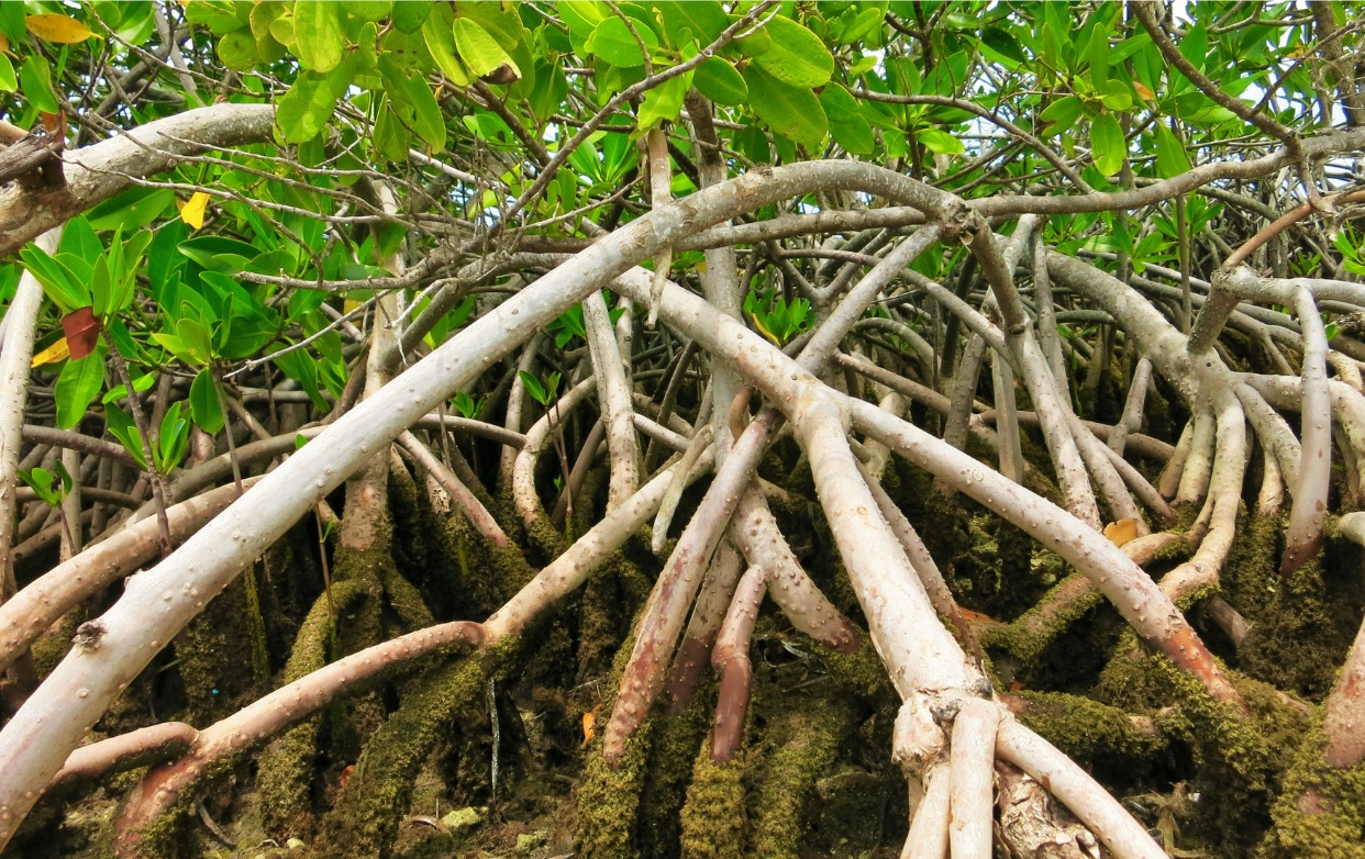 Haiti Mangroves macro