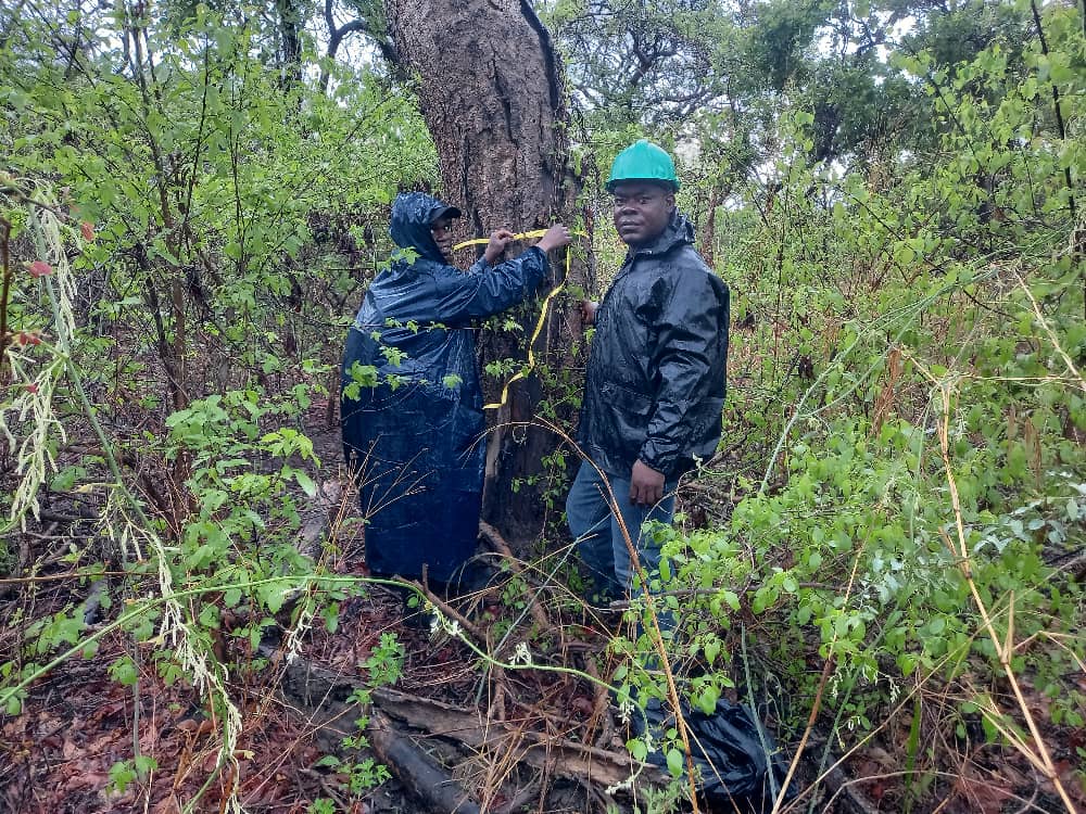 Zambie, forestiers dans la foret