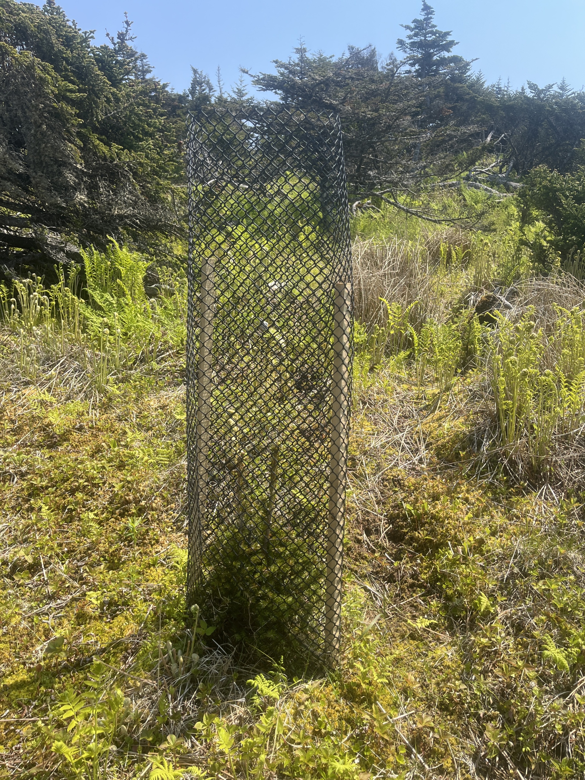 Régénération naturelle protégée d’épinette blanche (Picea glauca)