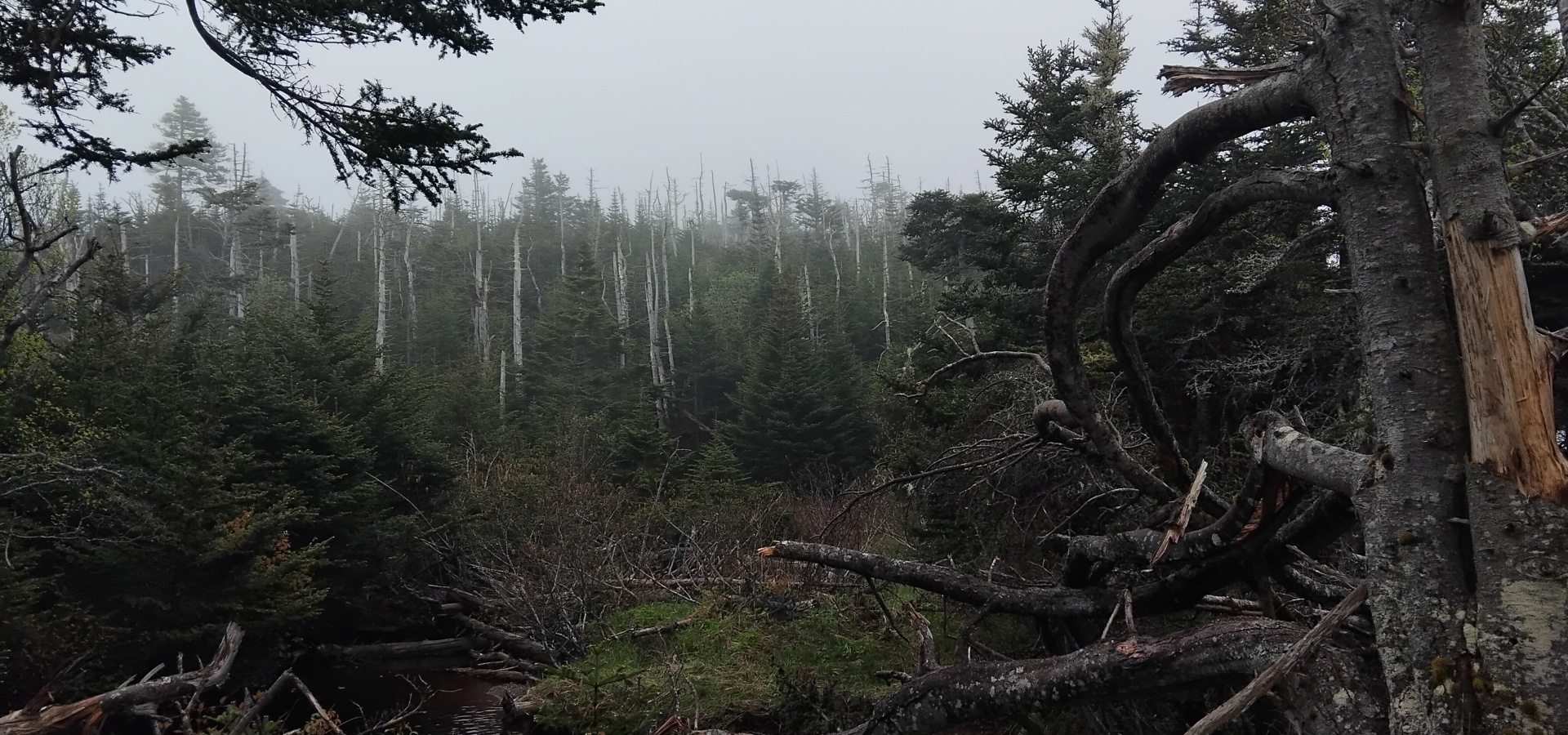 foret de Saint‑Pierre‑et‑Miquelon