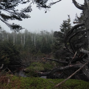 Accompagner Saint‑Pierre‑et‑Miquelon dans la gestion durable de sa forêt boréale