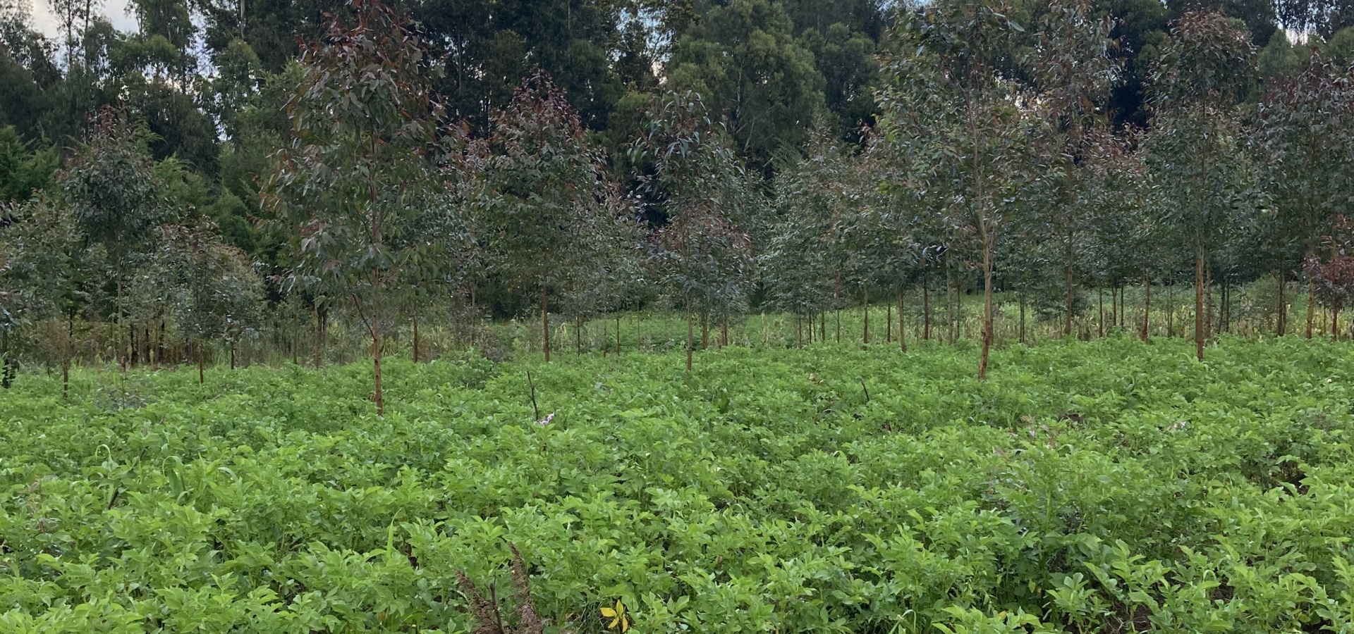 KENYA ENCA COUVERTURE