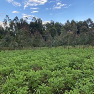 KENYA ENCA COUVERTURE