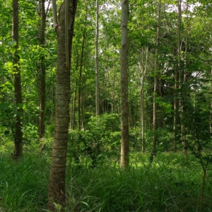 Projet de reboisement commercial - PRC dans la région du Bas Magdalena sec