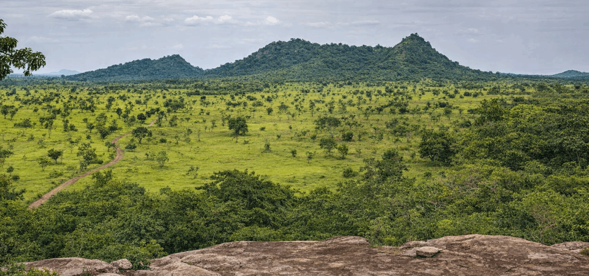 Ghana paysage B Bovid