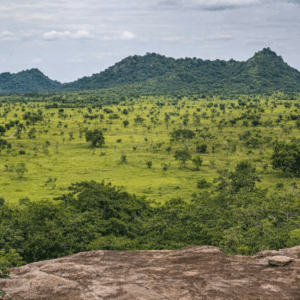 Ghana paysage B Bovid